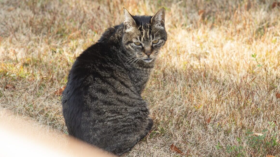 専用庭物置に住む野良猫対策